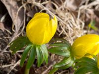 Eranthis cilicica Limhamns kyrkogård, Malmö, Skåne, Sweden 20160319_0011