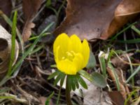 Eranthis cilicica Limhamns kyrkogård, Malmö, Skåne, Sweden 20160319_0017