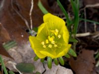 Eranthis cilicica Limhamns kyrkogård, Malmö, Skåne, Sweden 20160319_0018