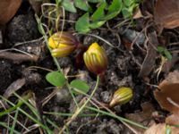 Eranthis cilicica Limhamns kyrkogård, Malmö, Skåne, Sweden 20160319_0019