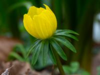 Eranthis cilicica Limhamns kyrkogård, Malmö, Skåne, Sweden 20190322_0018