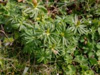 Eranthis cilicica Norra Malmgatan, Grönhögen, Mörbylånga, Öland, Sweden 20160410_0163