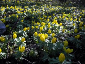 Eranthis hyemalis - Winter Aconite - Vintergäck