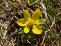 Eranthis hyemalis 400 m NNO Brånebjär, Svedala, Skåne, Sweden 20180406_0026