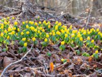 Eranthis hyemalis A-skogen, Almåsa, Malmö, Skåne, Sweden 20230226_0020