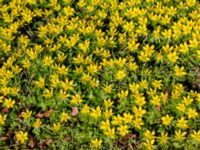 Eranthis hyemalis Afrikaparken, Bunkeflostrand, Malmö, Skåne, Sweden 20190224_0019