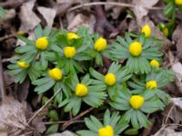 Eranthis hyemalis Hammars park, Malmö, Skåne, Sweden 20150215_0009