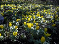 Eranthis hyemalis Klagshamns udde, Malmö, Skåne, Sweden 20050329 010