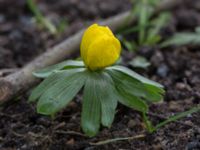 Eranthis hyemalis Limhamns kyrkogård, Malmö, Skåne, Sweden 20150215_0004