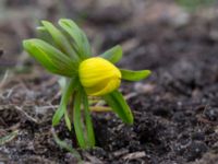 Eranthis hyemalis Limhamns kyrkogård, Malmö, Skåne, Sweden 20150215_0008