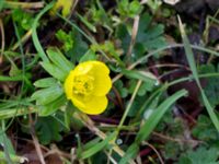 Eranthis hyemalis Limhamns kyrkogård, Malmö, Skåne, Sweden 20150228_0005