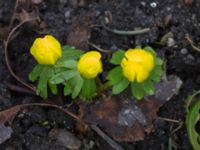 Eranthis hyemalis Limhamns kyrkogård, Malmö, Skåne, Sweden 20150228_0006