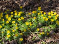 Eranthis hyemalis Limhamns kyrkogård, Malmö, Skåne, Sweden 20160321_0052