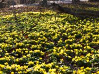 Eranthis hyemalis Pildammsparken, Malmö, Skåne, Sweden 20150308_0000