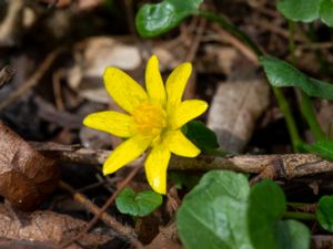 Ficaria verna - Lesser Celandine - Svalört