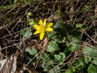 Ficaria verna Lilla kalkbrottet, Klagshamns udde, Malmö, Skåne, Sweden 20160401_0013