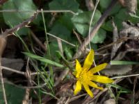 Ficaria verna Lokstallarna, Malmö, Skåne, Sweden 20170325_0036