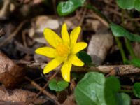 Ficaria verna Oscarshemsparken, Lund, Skåne, Sweden 20180410_0028