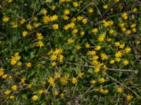 Ficaria verna Skanörs kyrka, Vellinge, Skåne, Sweden 20140418_0022