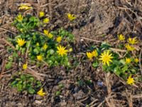 Ficaria verna Skjutbanan, Lernacken, Malmö, Skåne, Sweden 20190329_0035