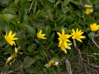 Ficaria verna Tygelsjö ängar, Malmö, Skåne, Sweden 20120421 024