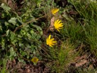 Ficaria verna Vickleby kyrka, Mörbylånga, Öland, Sweden 20160409_0082