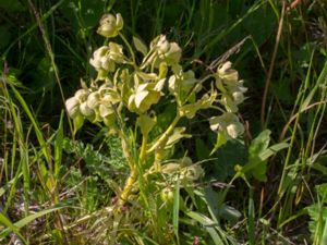 Helleborus foetidus - Stinking Hellebore - Klockjulros