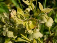 Helleborus foetidus Klosterängshöjden, Lund, Skåne, Sweden 20150612_0035