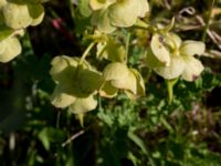 Helleborus foetidus Klosterängshöjden, Lund, Skåne, Sweden 20150612_0036