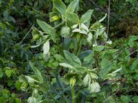 Helleborus foetidus S Fäladstorget, N Fäladen, Lund, Skåne, Sweden 20170511_IMG_0958