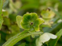 Helleborus foetidus Svanetorpsvägen, Åkarp, Lomma, Skåne, Sweden 20150528_0033