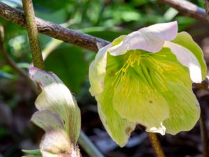 Helleborus niger - Christmas-rose - Julros