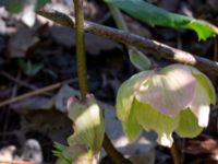 Helleborus niger Klagshamnsvägen, Bunkeflostrand, Malmö, Skåne, Sweden 20200413_0010