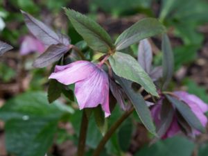 Helleborus orientalis - Lenten Rose - Orientalisk julros