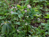 Helleborus orientalis Hasseldal, Stenshuvud, Simrishamn, Skåne, Sweden 20190501_0037