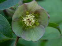 Helleborus orientalis Hasseldal, Stenshuvud, Simrishamn, Skåne, Sweden 20190501_0039