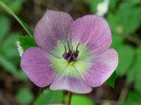 Helleborus orientalis ssp. abchasicus Hasseldal, Stenshuvud, Simrishamn, Skåne, Sweden 20190501_0041