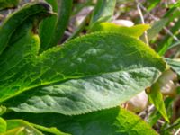 Helleborus orientalis ssp. guttatus Vintrie, Malmö, Skåne, Sweden 20190423_0016