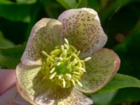 Helleborus orientalis ssp. guttatus Vintrie, Malmö, Skåne, Sweden 20190423_0019