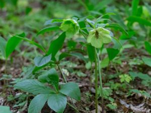 Helleborus viridis - Green Hellebore - Grön julros