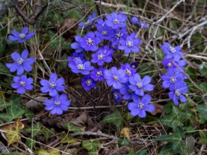 Hepatica nobilis - Liverleaf - Blåsippa