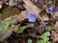 Hepatica nobilis Alunbruket, Andrarum, Tomelilla, Skåne, Sweden 20170402_0006