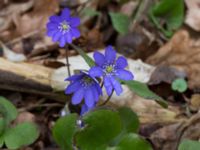 Hepatica nobilis Alunbruket, Andrarum, Tomelilla, Skåne, Sweden 20170402_0018