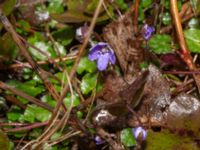 Hepatica nobilis Djungelparken, Bunkeflostrand, Malmö, Skåne, Sweden 20240316_0046