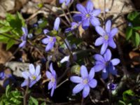 Hepatica nobilis Lenstads naturrervat, Mörbylånga, Öland, Sweden 20160409_0155