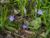 Hepatica nobilis Nybergs dunge, Bunkeflo strandängar, Malmö, Skåne, Sweden 20170410_0074