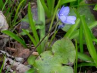 Hepatica nobilis Nybergs dunge, Bunkeflo strandängar, Malmö, Skåne, Sweden 20170410_0076