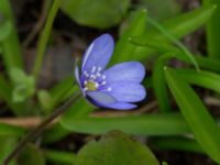 Hepatica nobilis Nybergs dunge, Bunkeflo strandängar, Malmö, Skåne, Sweden 20170410_0079