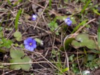 Hepatica nobilis Nybergs dunge, Bunkeflo strandängar, Malmö, Skåne, Sweden 20170410_0096