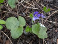 Hepatica nobilis Nybergs dunge, Bunkeflo strandängar, Malmö, Skåne, Sweden 20170410_0100